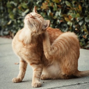 Orange tabby cat scratching his head on the sidewalk.