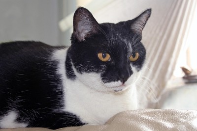 Black and white cat resting by a window.