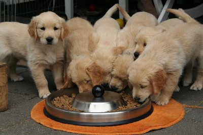 Golden retriever puppies eating out of a silver bowl.