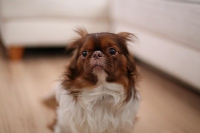 Scared japanese chin in a kitchen.