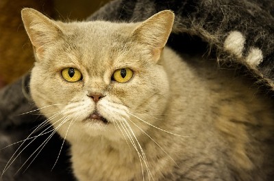 British Shorthair cat who is getting older.