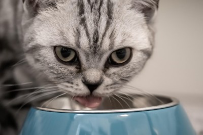 British shorthair cat drinking out of a blue bowl.