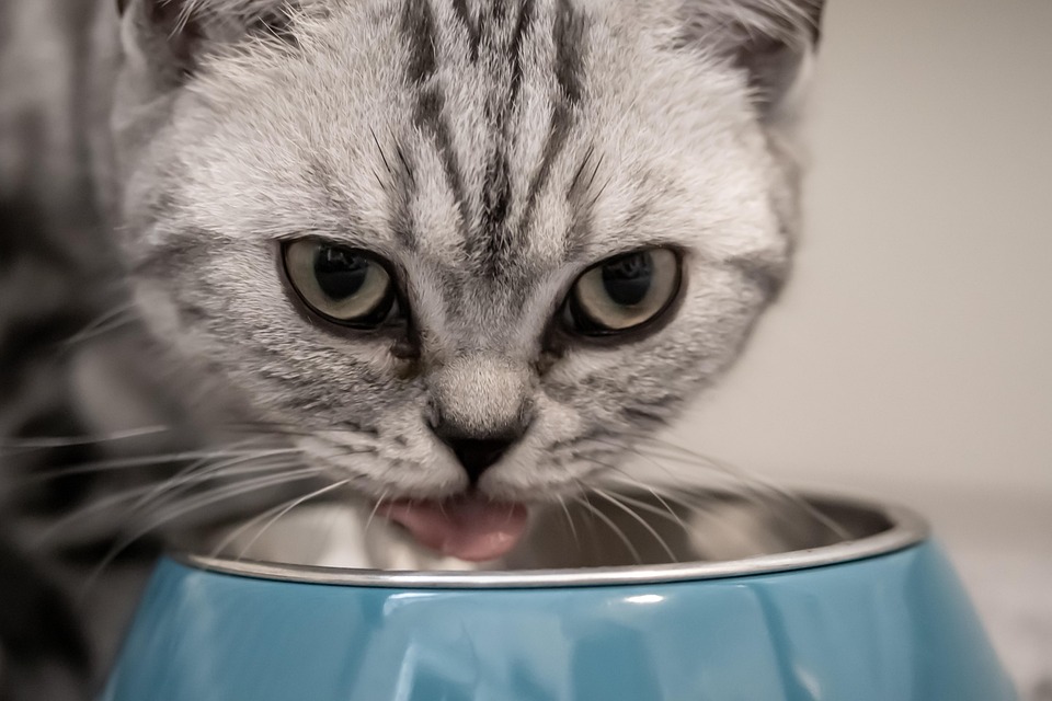 Cat drinking out of a blue bowl.