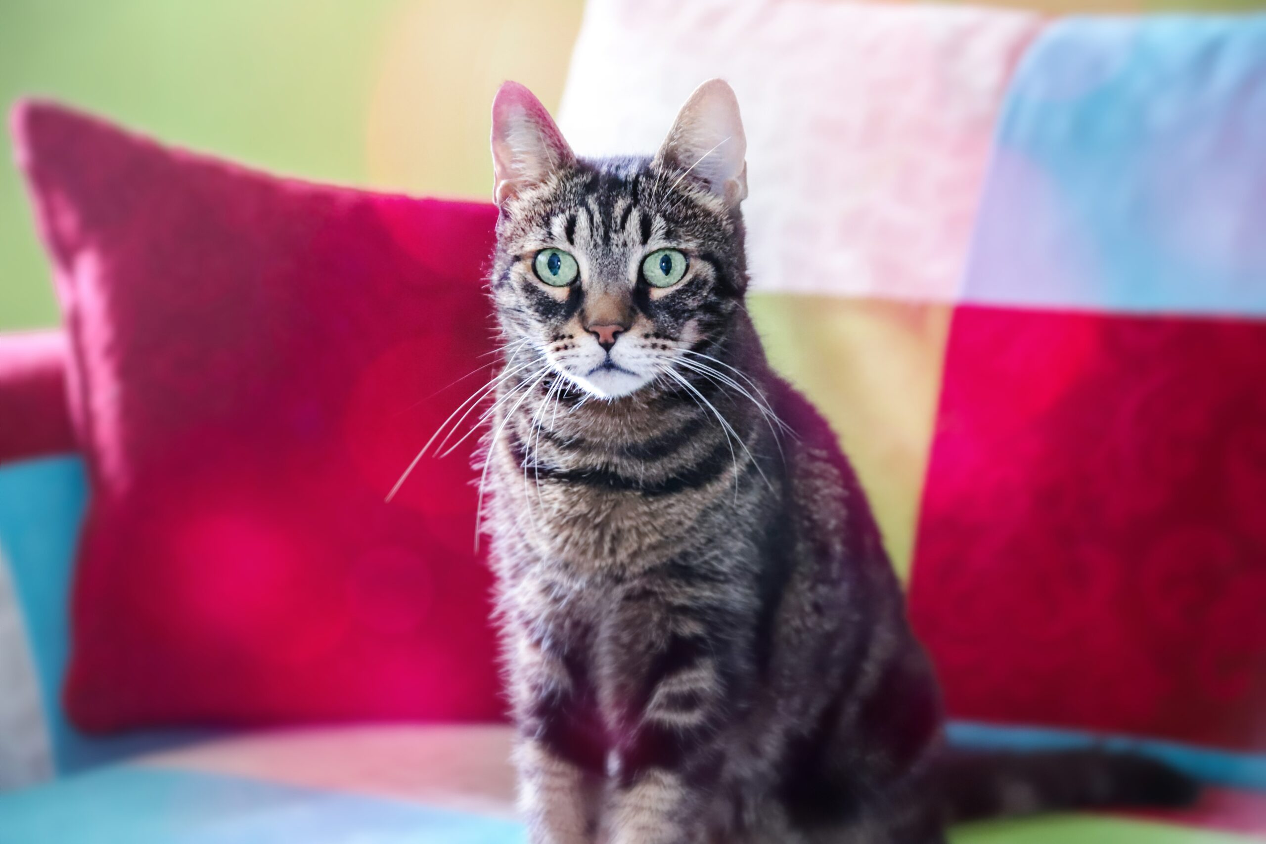 Cat sitting on the owners couch.